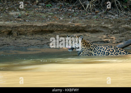 Mutter, Jaguar klettern aus dem Fluss Cuiaba nach einem gescheiterten Versuch, einen Yacare Caiman für sich und ihre zwei jungen zusammen in der Pantanal-Matte zu fangen Stockfoto