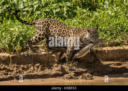 Weibliche Jaguar tragen eine junge Yacare Caiman, die sie gerade gefangen, auf ihrem Weg zu teilen es mit ihren zwei heranwachsenden Jaguars am Flussufer in Cuiaba Stockfoto