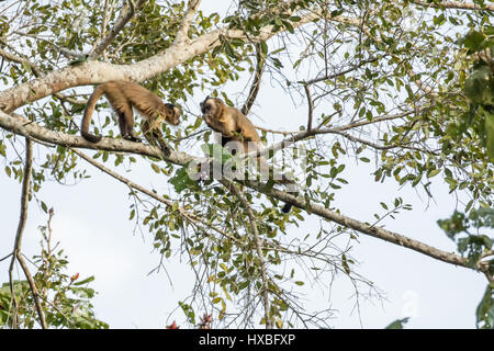 Zwei braune oder schwarze gekappt, Pin oder Tufted Affen (Sapajus Apella) in das Pantanal-Region, Mato Grosso, Brasilien, Südamerika.  Der kleinere war betteln Stockfoto