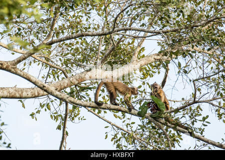 Zwei braune oder schwarze gekappt, Pin oder Tufted Affen (Sapajus Apella) in das Pantanal-Region, Mato Grosso, Brasilien, Südamerika.  Der kleinere war betteln Stockfoto