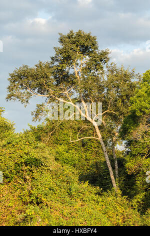 Sonnenaufgang am Ufer des Flusses Cuiaba im Pantanal Region, Mato Grosso, Brasilien, Südamerika Stockfoto