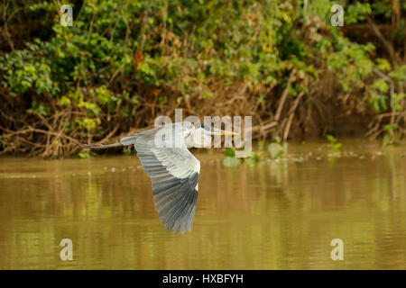 Cocoi Heron fliegen entlang des Flusses Cuiaba im Pantanal Region, Mato Grosso, Brasilien, Südamerika Stockfoto