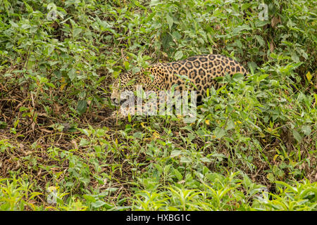 Jaguar-Jagd nach Beute im Unterholz entlang des Flusses Cuiaba im Pantanal Region, Mato Grosso, Brasilien, Südamerika Stockfoto