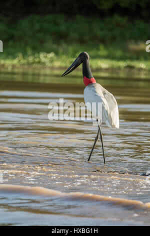 Jabiru waten im seichten Wasser des Flusses Cuiaba, auf der Suche nach Nahrung, im Großraum Pantanal Mato Grosso, Brasilien, Südamerika Stockfoto