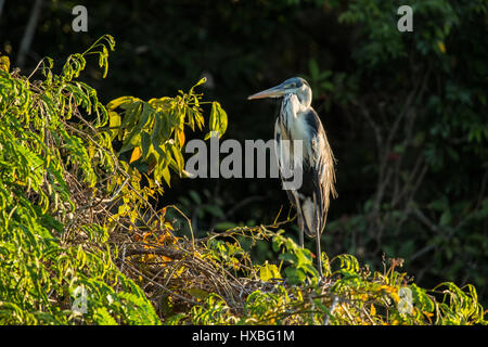 Cocoi Heron thront auf einem Baum bei Sonnenuntergang am Fluss Cuiaba im Großraum Pantanal Mato Grosso, Brasilien, Südamerika Stockfoto