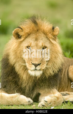 Männlicher Löwe Porträt im Bereich Serengeti in Tansania, Afrika Stockfoto