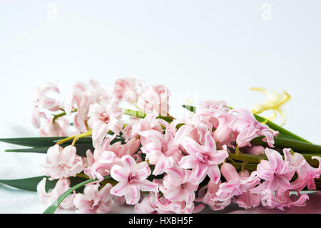 Rosa Hyazinthe Blumenstrauß auf weißen Textilien Stockfoto