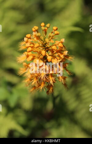 Orange mit Fransen Orchidee [Platanthera Ciliaris]. Pennsylvania, USA Stockfoto