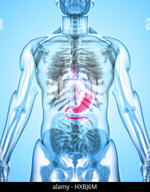 3D Darstellung der Magen, Teil des Verdauungssystems, Anatomie Detail. Stockfoto