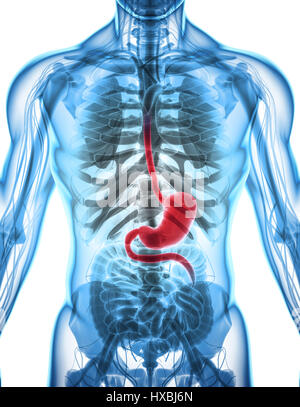 3D Darstellung der Magen, Teil des Verdauungssystems, Anatomie Detail. Stockfoto