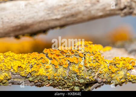 Gelbe Flechten auf dem Ast eines Baumes Stockfoto