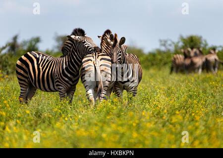 Herde Zebras (Miscanthus Sinensis Zebrinus), Krüger Nationalpark, Südafrika Stockfoto