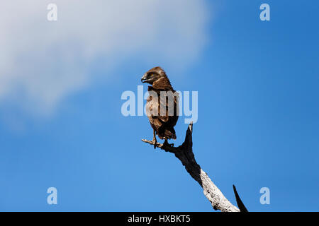 Braune Schlange-Adler (Circaetus Cinereus) thront auf Ast, Krüger Nationalpark, Südafrika Stockfoto