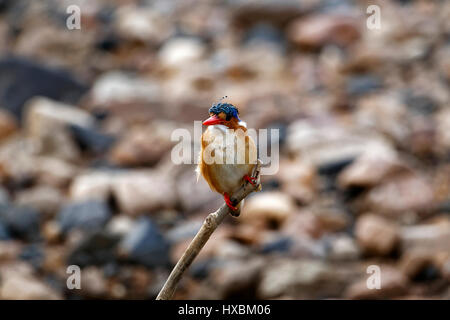 Malachit-Eisvogel (Alcedo Cristata) thront auf Zweig, Krüger Nationalpark, Südafrika Stockfoto