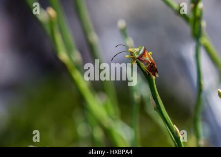 Nahaufnahme von einem Weißdorn Shieldbug (Acanthasoma Haemorrhoidale) mit einem kleineren Fehler zwischen seinen Beinen Stockfoto