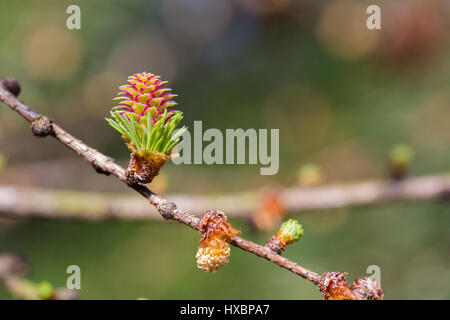 Nahaufnahme der Öffnung der Knospe der europäischen Lärche (Larix Decidua), weibliche und männliche Stockfoto