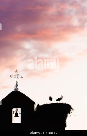 Glockenturm mit zwei Störche im Nest bei Sonnenuntergang. Vertikales Bild. Stockfoto