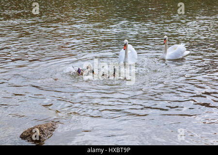 Zwei weiße Schwäne schwimmen auf dem Wasser im Park weiße Schwäne schwimmenden Fluss Stockfoto