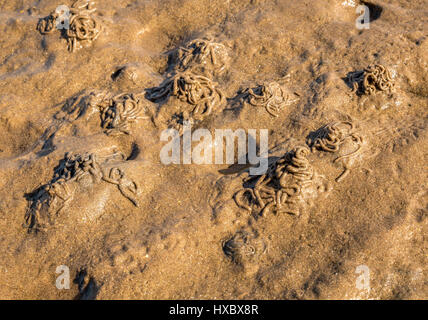 Nahaufnahme von Wurmabgüssen am nassen Sandstrand Stockfoto