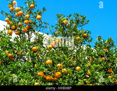 Reiche organische Mandarinen Ernte noch auf dem Baum Stockfoto