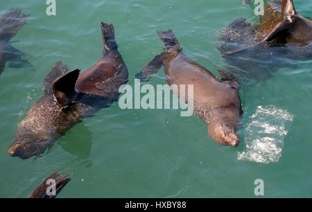 Robben schwimmen neben einer Plastiktüte in der Hout Bay Area of Cape Town, South Africa, 6. März 2017. © John Voos Stockfoto