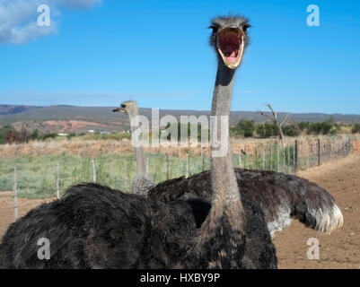 Ein Strauß auf einem Bauernhof Strauß öffnet seinen Mund in Oudtshoorn, Südafrika 15. März 2017 abkühlen lassen. © John Voos Stockfoto