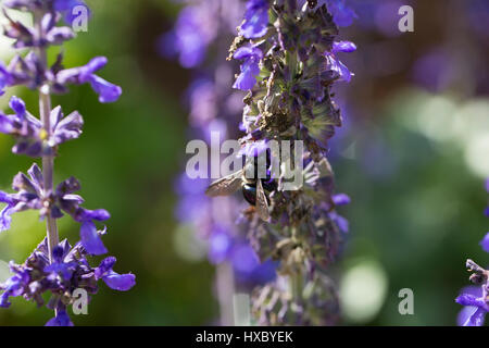 Schwarz, südlichen Holzbiene bestäuben lila Salvia Salbei, FL Stockfoto