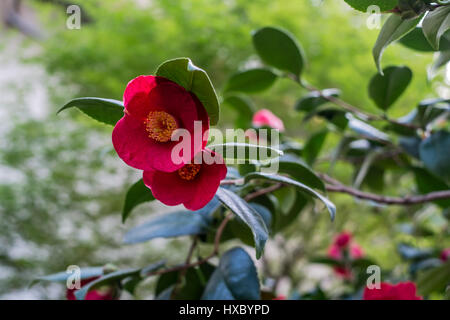 Leuchtende rad tropische Blume Rhododendron auf einem Ast mit dunkelgrünen Hintergrund Stockfoto