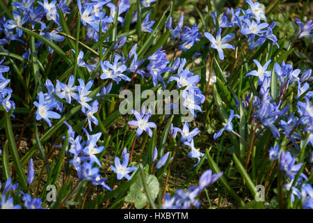 blaue Scilla im Frühjahr Stockfoto