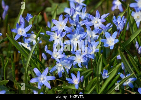 blaue Scilla im Frühjahr Stockfoto