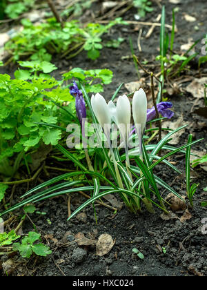 Die weißen und blauen Krokus auf Boden Stockfoto