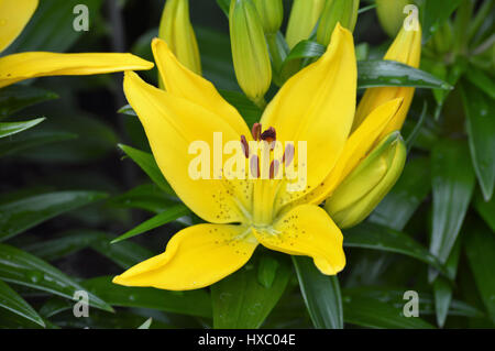 Asiatische Lilie Stockfoto