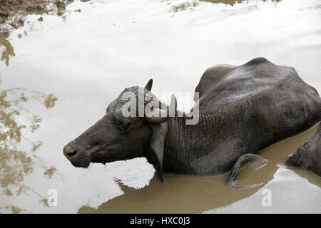 Buffalo nimmt ein Bad Stockfoto