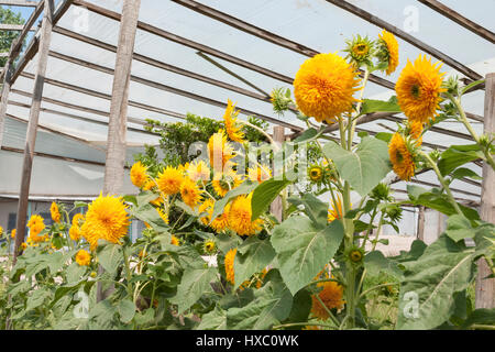 Helianthus Annuus "Teddy Bear" Sonnenblumen wachsen in einem Gewächshaus Stockfoto