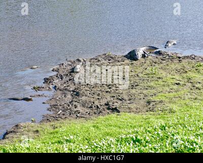 Amerikanischen Alligatoren in verschiedenen Größen, die Ruhe am Ufer des Lake Alachua in der Paynes Prairie Preserve State Park, Gainesville, Florida, USA Stockfoto