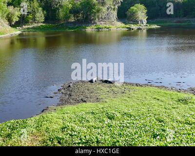 Amerikanischen Alligatoren in verschiedenen Größen, die Ruhe am Ufer des Lake Alachua in der Paynes Prairie Preserve State Park, Gainesville, Florida, USA Stockfoto