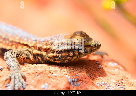 Plateau-Zaun-Eidechse in St. George in Utah auf Felsen sitzend zum Aufwärmen in der Mittagssonne. Stockfoto