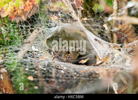Web von Labyrinth Spider (Agelena Labyrinthica), Schweiz Stockfoto