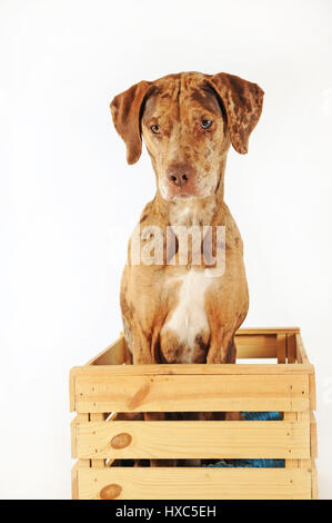 Catahoula Leopard Dog, red Merle, sitzen in Holzkiste Stockfoto