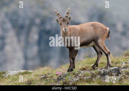 Alpensteinbock (Capra Ibex), juvenile stehend in Bergwiese, Kärnten, Österreich Stockfoto