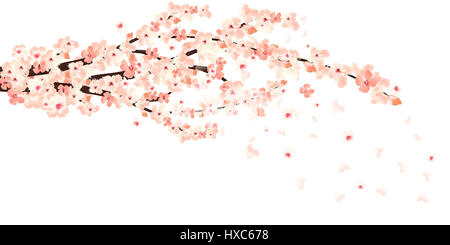 Zweig der rosa Aquarell Blumen von Sakura mit Blütenblättern Stockfoto