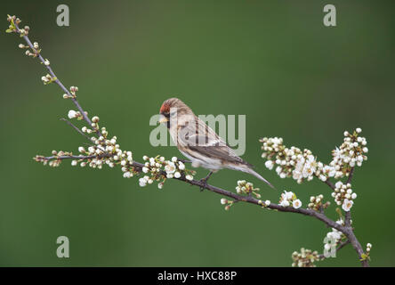 Gemeinsamen Redpoll auf einem blühenden Blackthorn Zweig im Frühling 2017, an der Grenze zu Wales/Shropshire, uk Stockfoto