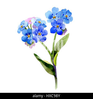 Wildflower Myosotis Arvensis Blume im Aquarell-Stil isoliert. Stockfoto