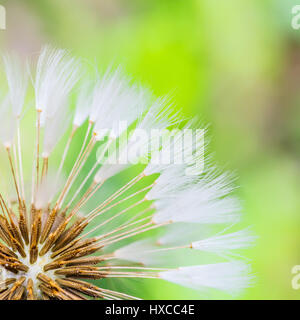 Weiße Löwenzahnsamen Stockfoto