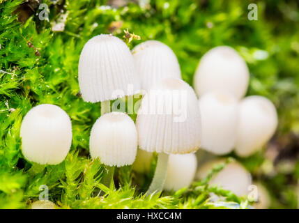 Pilz Kolonie auf grünem Hintergrund Stockfoto