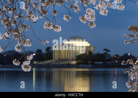 Yoshino cherry tree blossoms Frame das Jefferson Memorial auf dem Tidal Basin in der Dämmerung in Washington, DC. Stockfoto