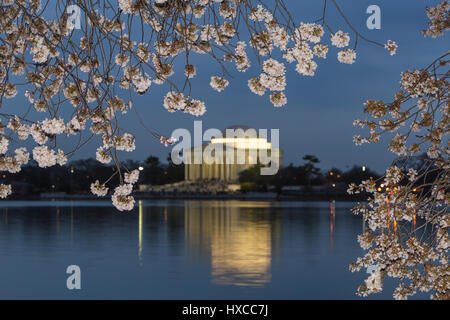 Yoshino Kirschenbaum Blüten umrahmen das Jefferson Memorial am Tidal Basin in der Dämmerung in Washington, DC. Stockfoto