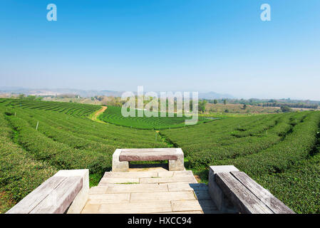 Teeplantage in Chiang Rai, Mae Chan, Thailand.View Tee Plantage Landschaft am Choui Fong Tee Chiang Rai Stockfoto