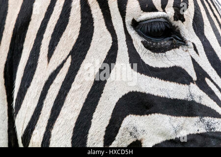 Extreme Nahaufnahme von Augen und Wimpern gestreift schwarz / weiß Muster und Texturen von Zebra Stockfoto