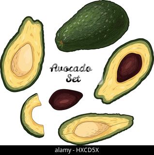 Handgezeichnete gravierte bunte Avocado Satz isoliert auf weißem Hintergrund. Stock Vektor